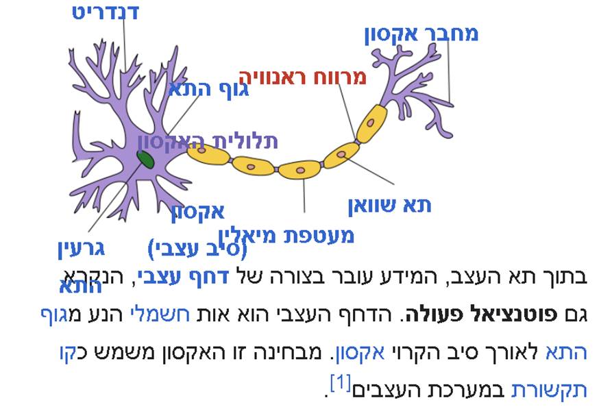 מעבר אותות חשמליים בגוף - איך זה קורה? - מפגעי סביבה, תחלואה מודרנית ...