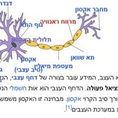 תא-עצב